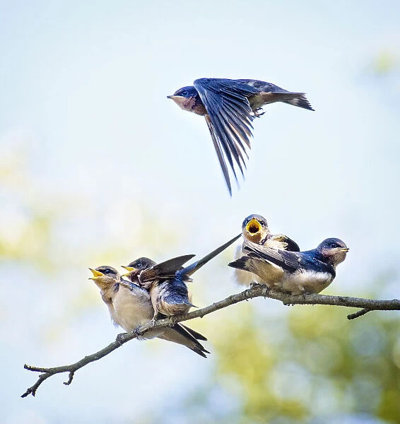 Barn Swallow Flies Over Chicks