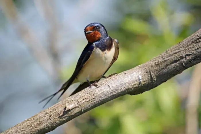Framed Print : Barn Swallow -Hirundo rustica-, Burgenland, Austria, Europe Framed Print : Barn Swallow -Hirundo rustica-, Burgenland, Austria, Europe