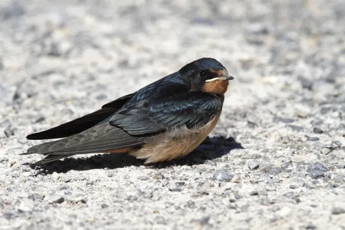 Framed Print : Barn Swallow -Hirundo rustica-, fledged young sitting on ground, Illmitz, Lake Neusiedl, Burgenland, Austria, Europe Framed Print : Barn Swallow -Hirundo rustica-, fledged young sitting on ground, Illmitz, Lake Neusiedl, Burgenland, Austria, Europe