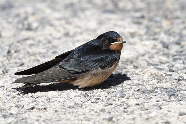 Barn Swallow -Hirundo rustica-, fledged young sitting on ground, Illmitz, Lake Neusiedl, Burgenland, Austria, Europe