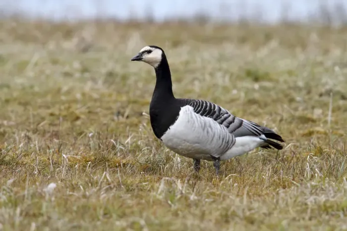 Framed Print : Barnacle Goose -Branta leucopsis- on a meadow, Lauwersmeer National Park, Lauwers Sea, Holland, Netherlands, Europe Framed Print : Barnacle Goose -Branta leucopsis- on a meadow, Lauwersmeer National Park, Lauwers Sea, Holland, Netherlands, Europe