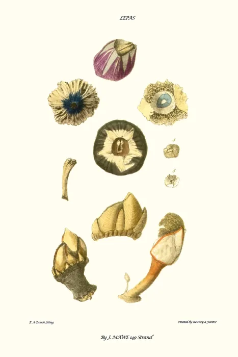 Framed Print : barnacle shell Framed Print : barnacle shell