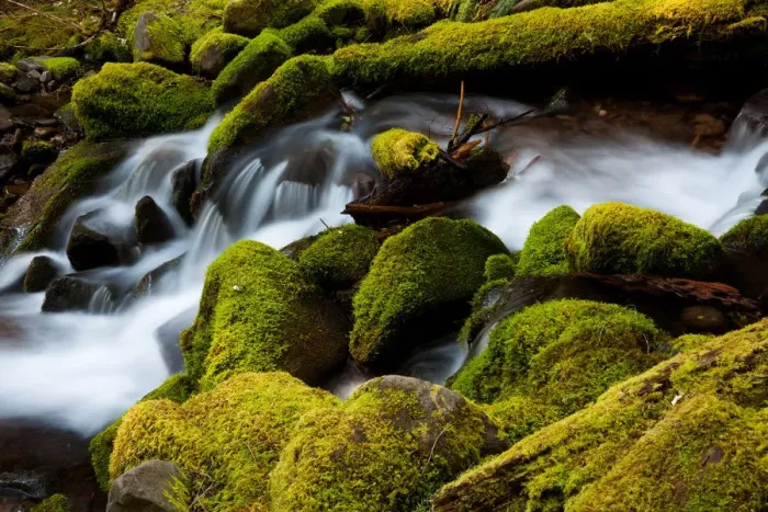 Framed Print : Barnes Creek, Olympic National Park, Washington, USA Framed Print : Barnes Creek, Olympic National Park, Washington, USA