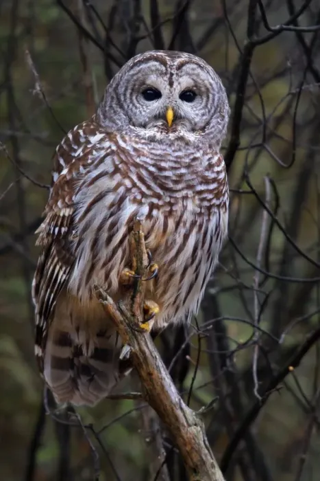 Framed Print : Barred Owl Framed Print : Barred Owl