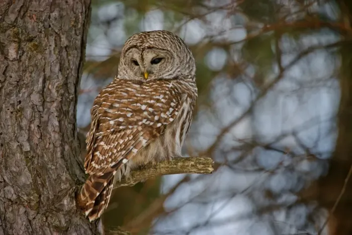Framed Print : Barred Owl Framed Print : Barred Owl