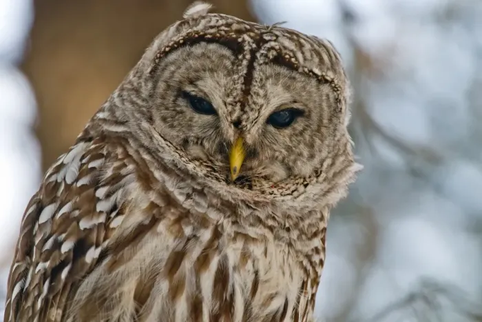 Framed Print : Barred Owl Framed Print : Barred Owl