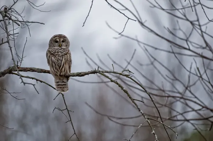 Framed Print : Barred Owl