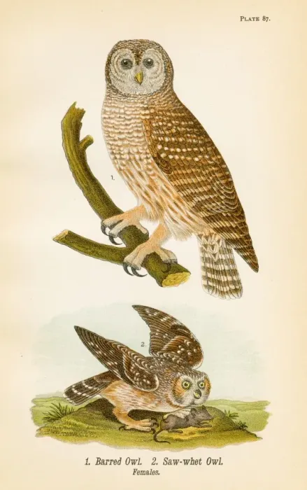 Framed Print : Barred owl bird lithograph 1890 Framed Print : Barred owl bird lithograph 1890