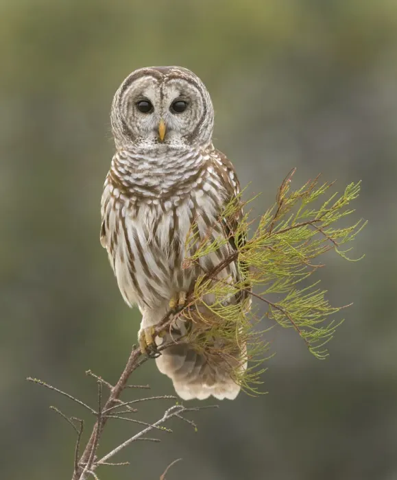 Framed Print : Barred Owl on Perch in Everglades Framed Print : Barred Owl on Perch in Everglades