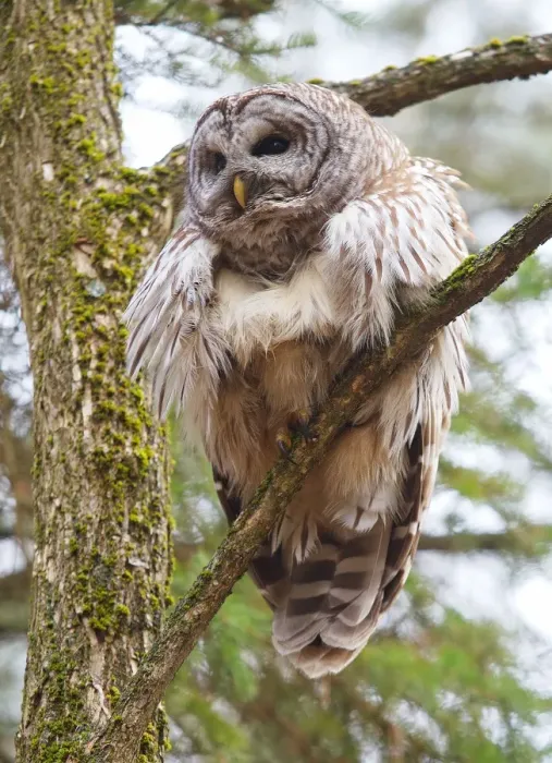 Framed Print : Barred owl perched in tree Framed Print : Barred owl perched in tree