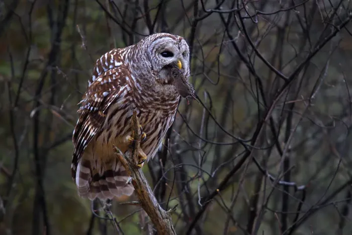 Framed Print : Barred owl with vole Framed Print : Barred owl with vole