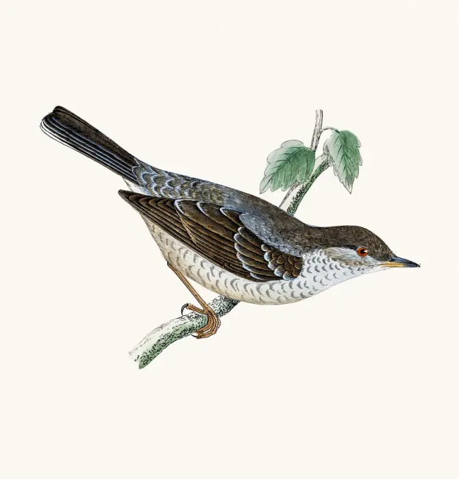 Framed Print : Barred warbler Framed Print : Barred warbler
