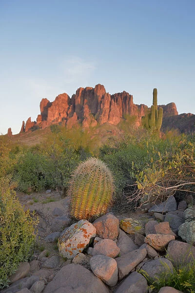 Barrel Cactus in front of Superstition Mountains, Lost Dutchman State Park, Arizona, USA