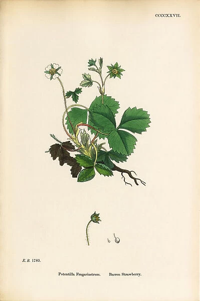 Barren Strawberry, Potentilla Fragariastrum, Victorian Botanical Illustration, 1863