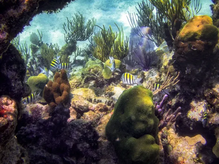 Framed Print : Barrier Reef Wildlife in the Cayman Islands Framed Print : Barrier Reef Wildlife in the Cayman Islands