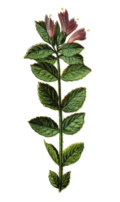 Framed Print : Bartsia alpina, alpine bartsia or velvetbells Framed Print : Bartsia alpina, alpine bartsia or velvetbells