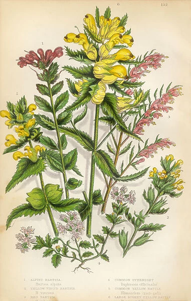 Bartsia, Alpine Bartsia, Eyebright, Rattle, Victorian Botanical Illustration