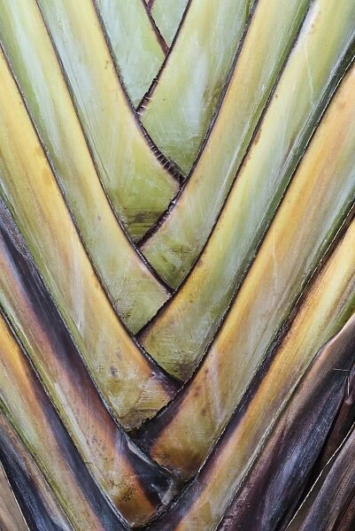 Base of a Travellers Palm -Ravenala madagascariensis-, rare type of a fan palm, detail view