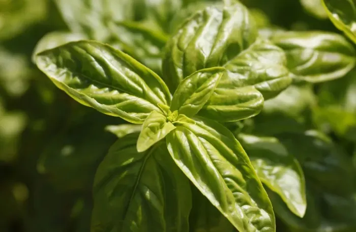 Framed Print : Basil -Ocimum basilicum-