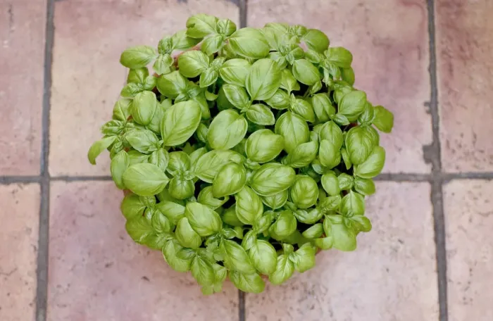 Framed Print : Basil in plant pot, close up Framed Print : Basil in plant pot, close up