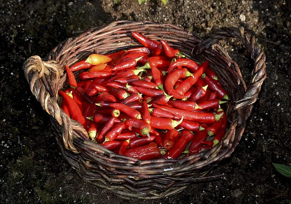 Basket with red chili peppers
