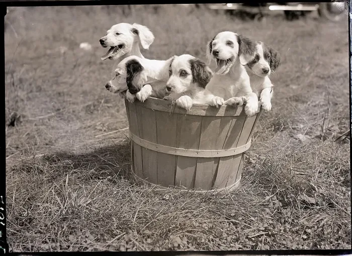 Framed Print : Basketful of Puppies Framed Print : Basketful of Puppies