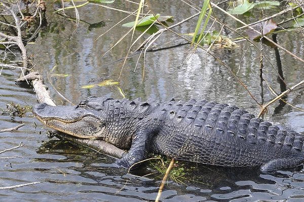 Basking American alligator, Alligator mississippiensis. Everglades National Park, Florida, USA. UNESCO World Heritage Site (Biosphere Reserve)