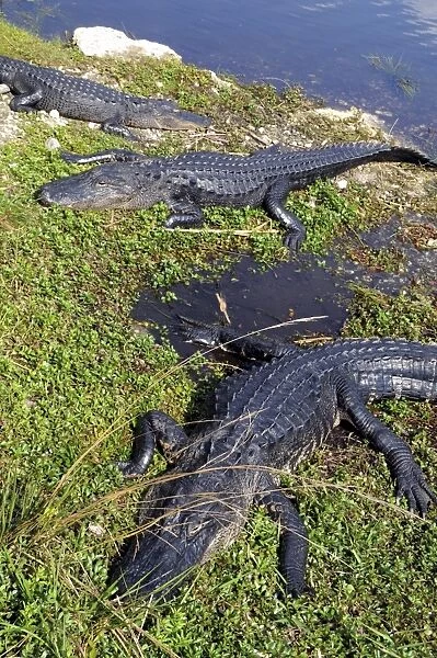 Basking American alligators, Alligator mississippiensis. Everglades National Park, Florida, USA. UNESCO World Heritage Site (Biosphere Reserve)