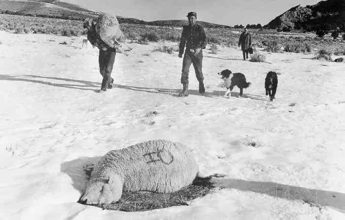 Framed Print : Basque Sheepherder Carrying Sheep Framed Print : Basque Sheepherder Carrying Sheep