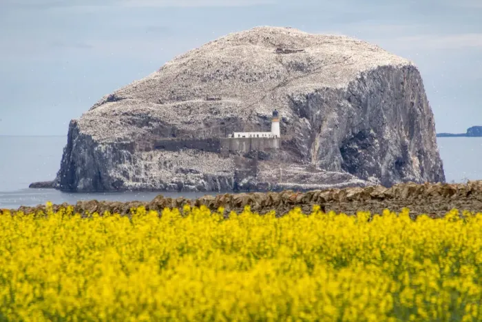Framed Print : Bass Rock, East Lothian, Scotland Framed Print : Bass Rock, East Lothian, Scotland