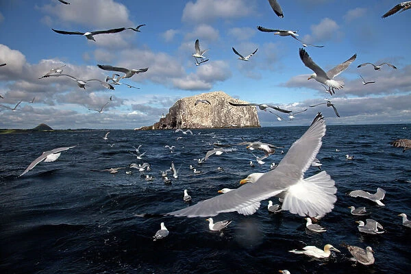 Bass Rock with flock of gannets and seagulls