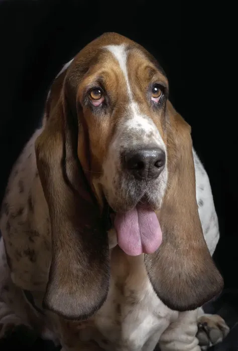 Framed Print : max. Basset hound studio portrait Framed Print : max. Basset hound studio portrait