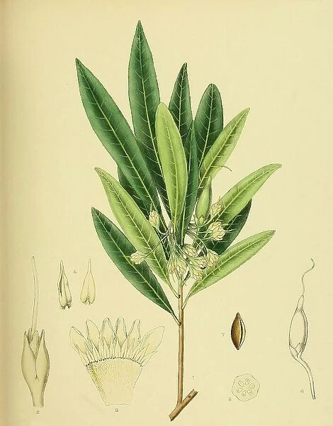 Bassia neriifolia, native to Southeast Asia, Sri Lanka, digitally restored historical colour print from 1893