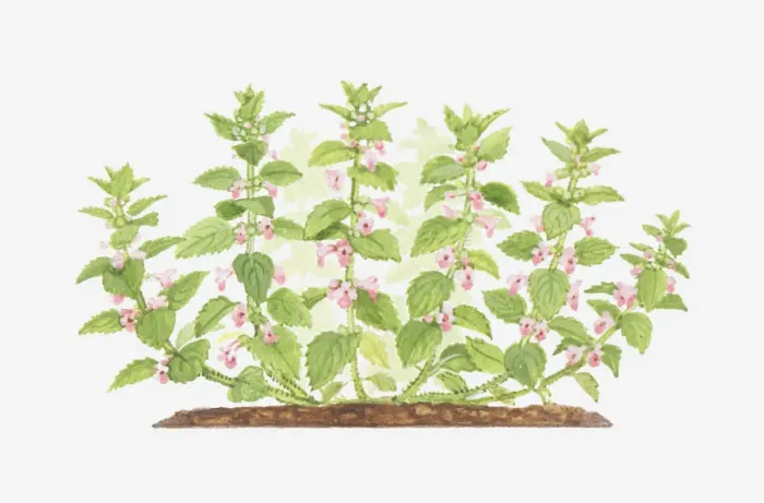 Framed Print : bastard balm, botany, cut out, flower, foliage, labiatae, leaf, melittis, melittis melissophyllum Framed Print : bastard balm, botany, cut out, flower, foliage, labiatae, leaf, melittis, melittis melissophyllum
