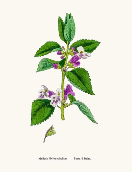 Framed Print : Bastard Balm plant Framed Print : Bastard Balm plant