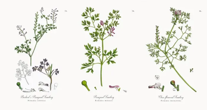 Framed Print : Bastardas Rampant Fumitory, Fumaria confusa, Victorian Botanical Illustration, 1863 Framed Print : Bastardas Rampant Fumitory, Fumaria confusa, Victorian Botanical Illustration, 1863