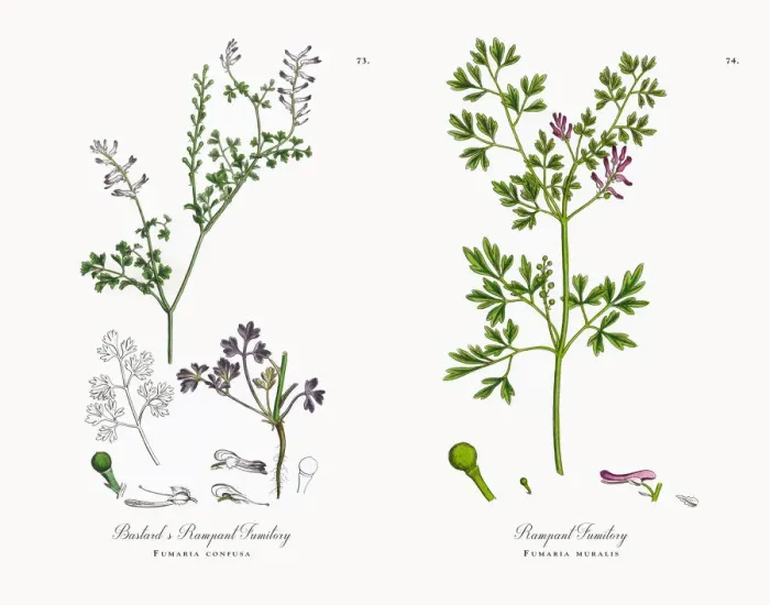 Framed Print : Bastardas Rampant Fumitory, Fumaria confusa, Victorian Botanical Illustration, 1863