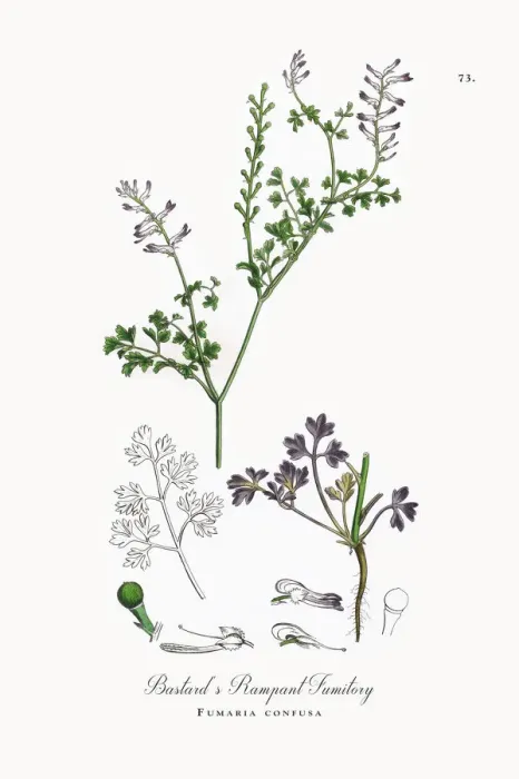 Framed Print : Bastardas Rampant Fumitory, Fumaria confusa, Victorian Botanical Illustration, 1863 Framed Print : Bastardas Rampant Fumitory, Fumaria confusa, Victorian Botanical Illustration, 1863