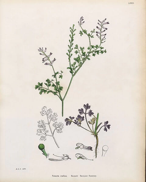 Bastardas Rampant Fumitory, Fumaria confusa, Victorian Botanical Illustration, 1863