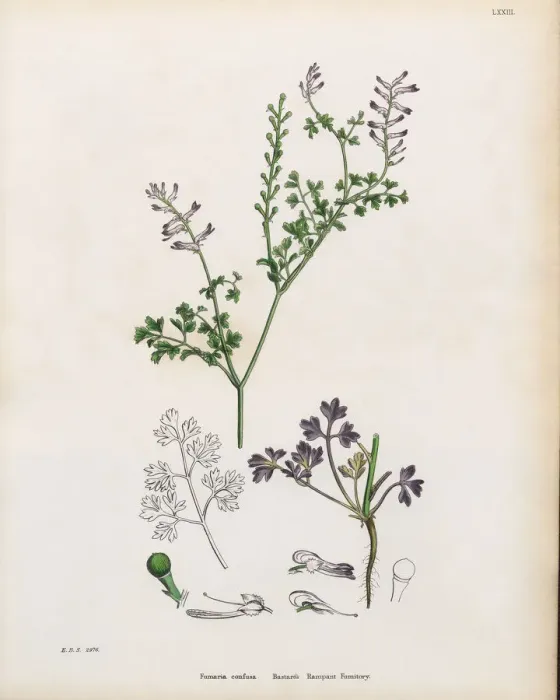 Framed Print : Bastardas Rampant Fumitory, Fumaria confusa, Victorian Botanical Illustration, 1863 Framed Print : Bastardas Rampant Fumitory, Fumaria confusa, Victorian Botanical Illustration, 1863