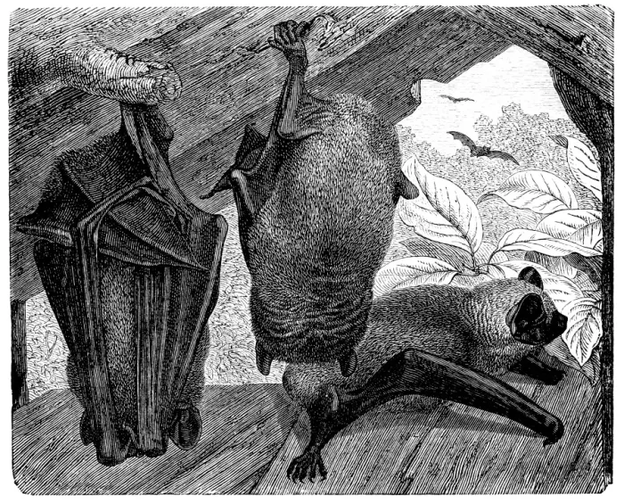 Framed Print : Bat - Chauve Souris - Vesperugo Noctula