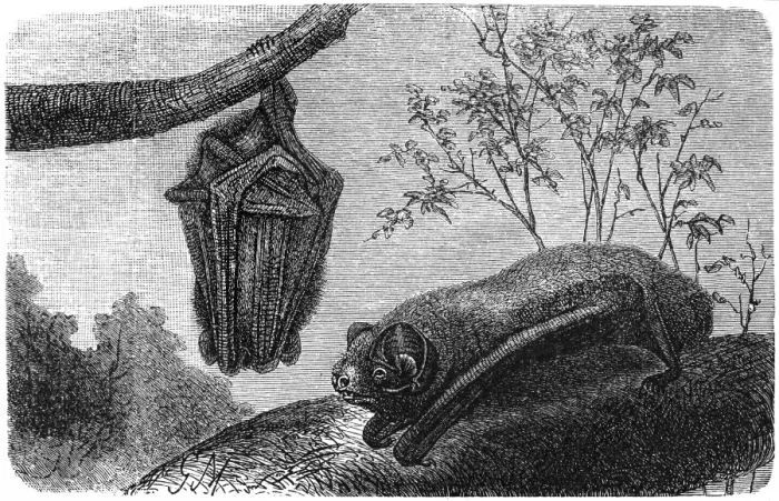 Framed Print : Bat - Chauve Souris - Vesperugo Noctula Framed Print : Bat - Chauve Souris - Vesperugo Noctula