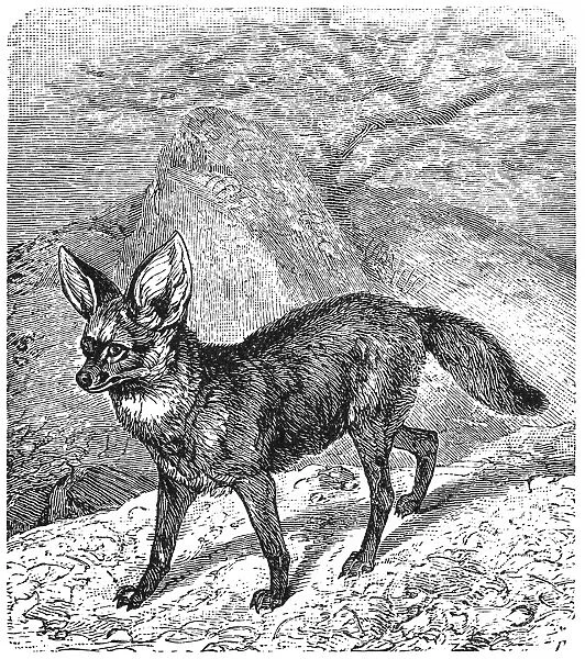 The bat-eared fox (Otocyon megalotis)
