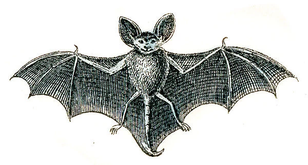 Bat engraving 1872