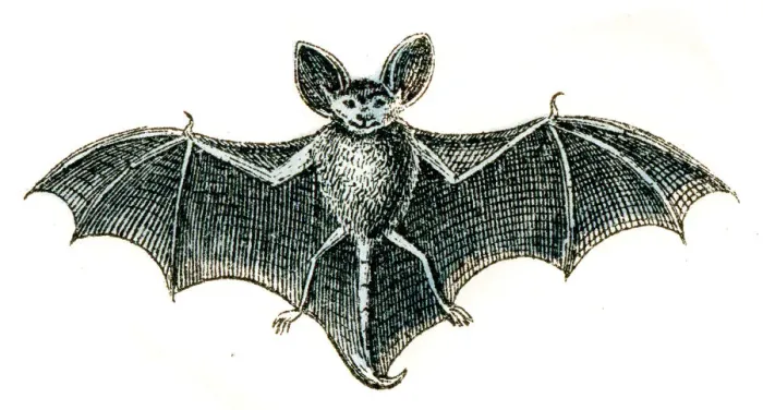 Framed Print : Bat engraving 1872 Framed Print : Bat engraving 1872