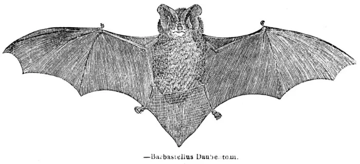 Framed Print : Bat engraving 1893 Framed Print : Bat engraving 1893