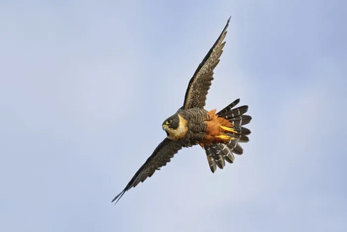 Framed Print : Bat Falcon in flight Framed Print : Bat Falcon in flight