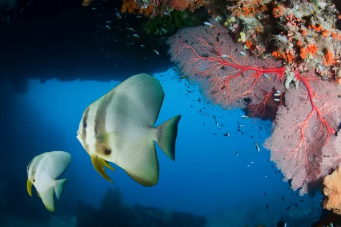 Framed Print : Bat fish. Pair of batfish at underwater cavern. West Papua (Raja Ampat) Framed Print : Bat fish. Pair of batfish at underwater cavern. West Papua (Raja Ampat)