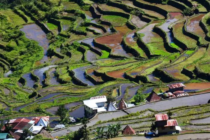 Framed Print : Batad rice terraces Philippines Framed Print : Batad rice terraces Philippines