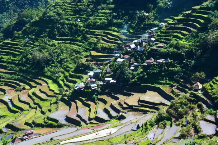 Framed Print : Batad rice terraces Philippines Framed Print : Batad rice terraces Philippines